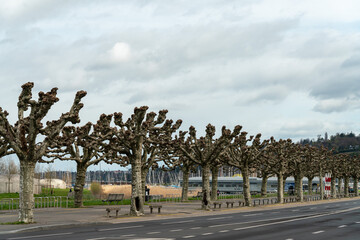 Offseason spring Platanus trees on the bank of the Geneva Lake, Switzerland. Green city concept.