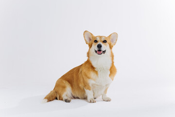 Adorable cute Welsh Corgi Pembroke sitting on white background and looking at side. Most popular breed of Dog