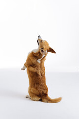 Adorable cute Welsh Corgi Pembroke stands on its hind legs on white studio background. Most popular breed of Dog