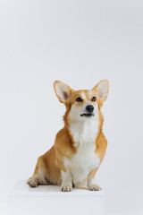 Adorable cute Welsh Corgi Pembroke sitting on white background and looking at side. Most popular breed of Dog