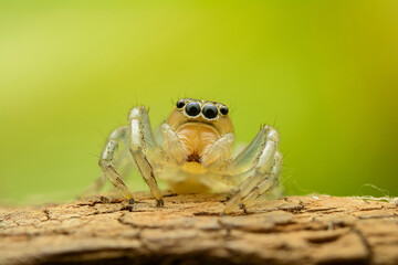 Macro jumping spider on dry leaf in garden