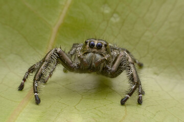 Macro jumping spider on dry leaf in garden