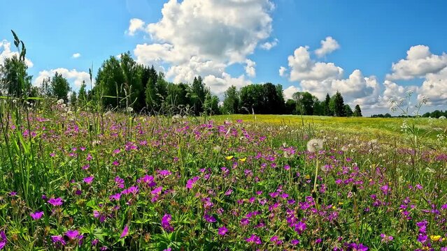 Purple meadow flowers on sunny vibrant day, fusion time lapse