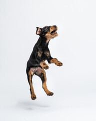 Jagdterrier puppy jump up with open mouth. Portrait of flying puppy in the studio on white background. Pet jumping up