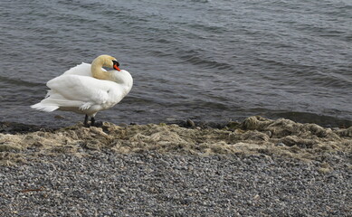 white swan on the shore of the lake, swans on the water, waterfowl in the lake, swans resting on...