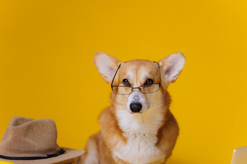 Smart cute Welsh Corgi Pembroke in eyeglasses with laptop and stack of book is studying on yellow studio background. Most popular breed of Dog