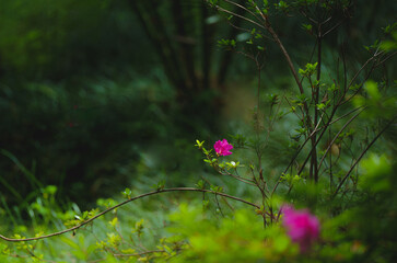 Dark green aesthetic and dreamy forest background, copy space