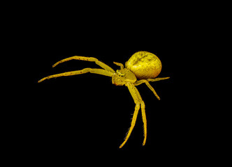 crab spider or flower spider - Mecaphesa sp. - commonly found hunting on bright flowers. Yellow orange color facing camera isolated on black background