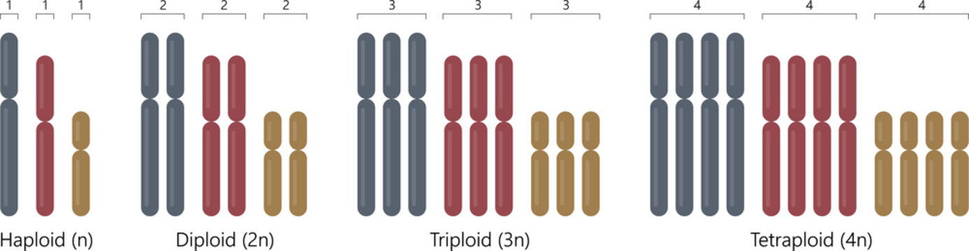 Haploid, diploid, triploid and tetraploid.