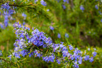 Rosmarinus or common Rosemary flowering herb, Rosemary officinalis