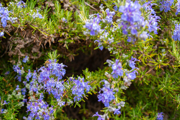 Rosmarinus or common Rosemary flowering herb, Rosemary officinalis