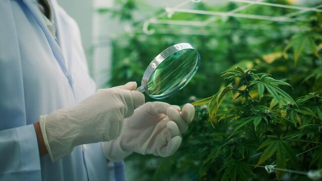 Close up of scientist researcher hand holding magnifier studying checking on cannabis plant and flowers to produce organic or chemical CBD oil extract for medical purpose in marijuana farm