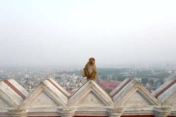 A lonely monkey sitting upon a roof overwatching the city of Kathmandu, in Nepal, Asia.