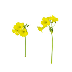Stems of meadow field  buttercup yellow flowers isolated on white background with clipping path. Full Depth of field. Focus stacking. PNG