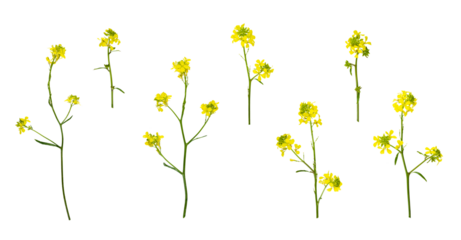 Stems of meadow grass with yellow flowers isolated on white background with clipping path. Full Depth of field. Focus stacking. PNG