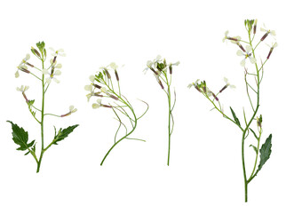 Stems of meadow grass with white flowers isolated on white background with clipping path. Full Depth of field. Focus stacking. PNG