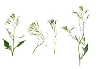 Stems of meadow grass with white flowers isolated on white background with clipping path. Full Depth of field. Focus stacking. PNG