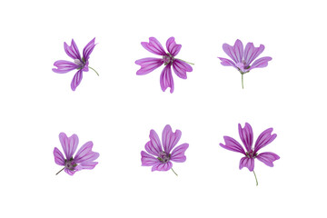 Stems of meadow grass with violet flowers isolated on white background with clipping path. Full Depth of field. Focus stacking. PNG