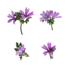 Fototapeta na wymiar Stems of meadow grass with violet flowers isolated on white background with clipping path. Full Depth of field. Focus stacking. PNG