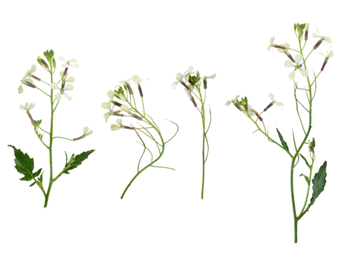 Stems of meadow grass with white flowers isolated on white background with clipping path. Full Depth of field. Focus stacking. PNG
