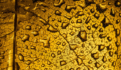 Water drops on a leaf skeleton nerves, on golden background