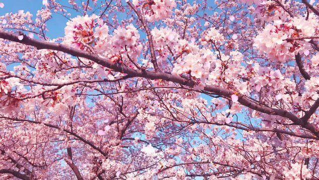 桜の花びらが舞い散るループ_真上から下_実写背景付_E