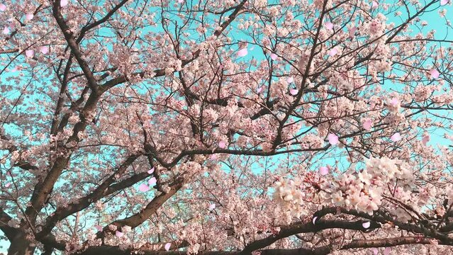 桜の花びらが舞い散るループ_真上から下_実写背景付_D