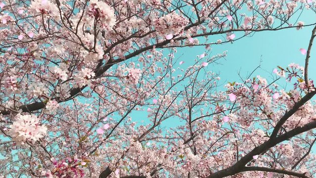桜の花びらが舞い散るループ_真上から下_実写背景付_C