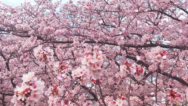 桜の花びらが舞い散るループ_真上から下_実写背景付_A