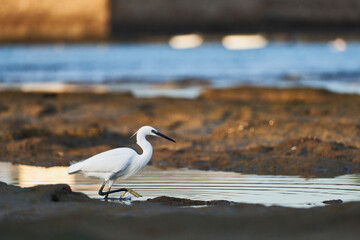 Egretta garzetta, Great White Egret, Silberreiher