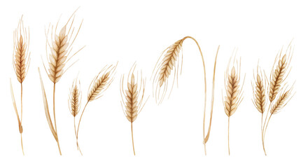 Set of the spikelet of wheat. Digital watercolor illustration. Symbol of bread.