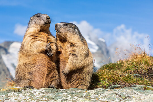 Two alpine marmots (Marmota marmota) feeding outdoors