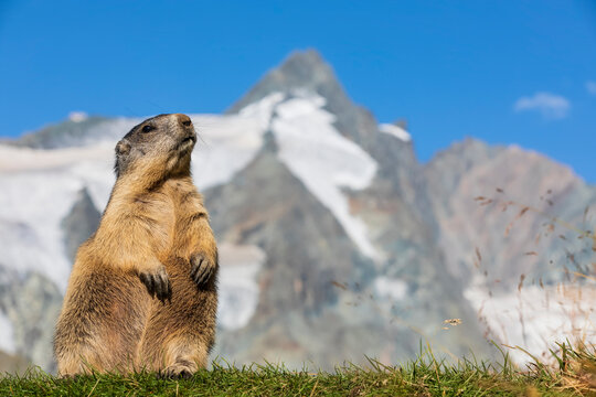 Austria, Salzburger Land, Alpine marmot (Marmota marmota) with summit of Grossglockner in background