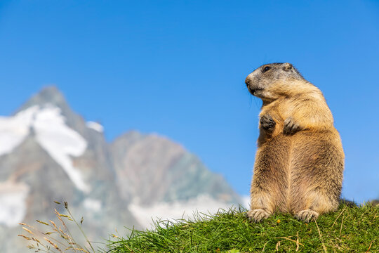 Austria, Salzburger Land, Alpine marmot (Marmota marmota) with summit of Grossglockner in background