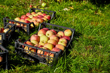 Harvest of fresh organic red apples in the black boxes, harvest, local market or supermarket, Ukraine apples.