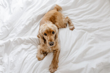 English cocker spaniel dog lying on human bed