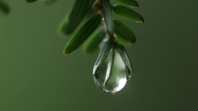 Drop of water on hemlock branch