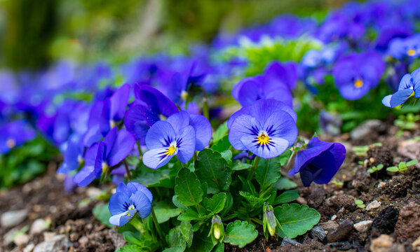 lot of blue pansy flowers (Viola cornuta) in a flower bed in the garden