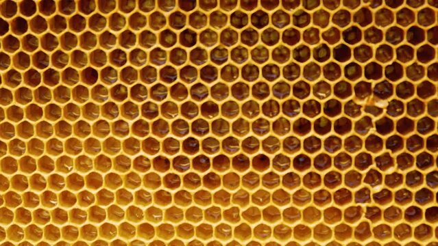 Waxy yellow honeycombs in which liquid honey is visible. Shape and texture of beeswax hexagonal honeycombs. Regular hexagon background, natural natural texture