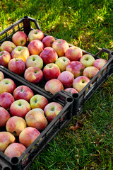Harvest of fresh organic red apples in the black boxes, harvest, local market or supermarket, Ukraine apples.