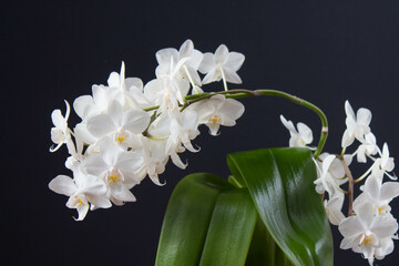 Branch of white orchid flowers. Elegant flowers phalaenopsis on black background.