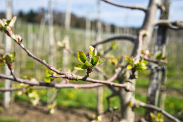 Young grapevine bud
