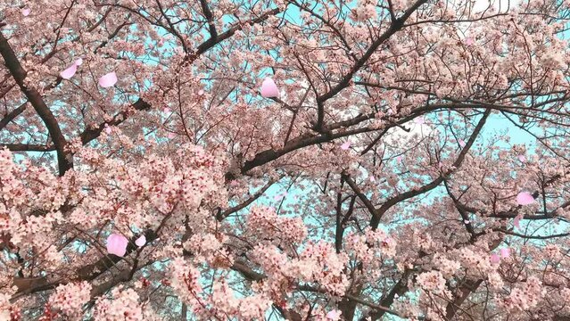 桜の花びらが舞い散るループ_奥から手前_実写背景付_E