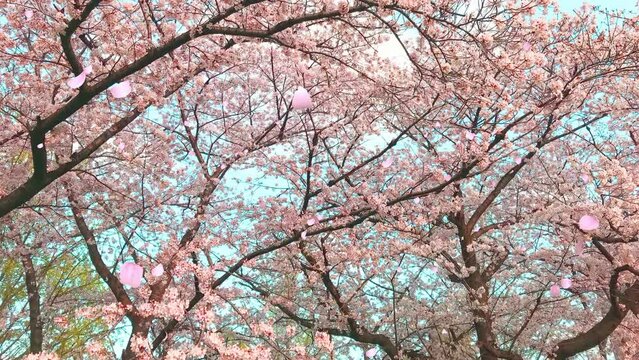 桜の花びらが舞い散るループ_奥から手前_実写背景付_D