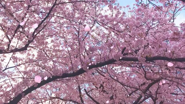 桜の花びらが舞い散るループ_奥から手前_実写背景付_A