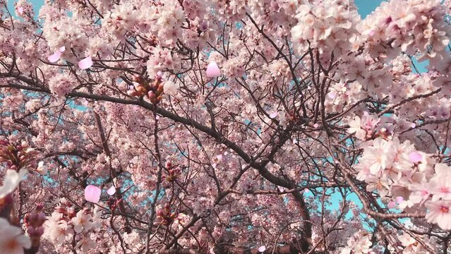 桜の花びらが舞い散るループ_奥から手前_実写背景付_C