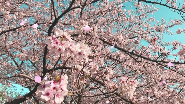 桜の花びらが舞い散るループ_奥から手前_実写背景付_B