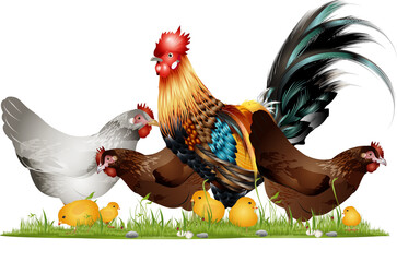 stattlicher Hahn mit Hühner auf dem Hühnerhof © namosh