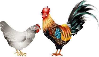 stattlicher farbenprächtiger Hahn mit einer Henne