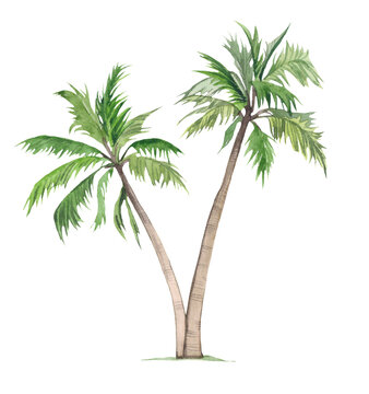 Watercolor palm trees on a white background. Illustration Tropical, African exotic plants. Vintage coconut trees. Floral tropical jungle.